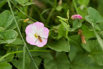 Fototapeta na wymiar Field bindweed (Convolvulus arvensis) blossom macro