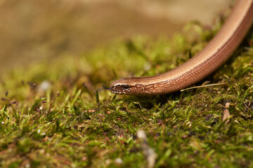 Slow worm (Anguis fragilis) macro 
