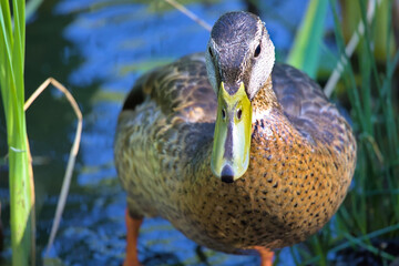 duck in the grass and water