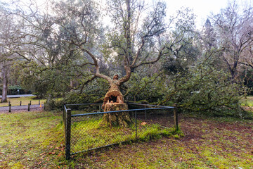 Anti Establishment Tree Vandalism in Melbourne Australia