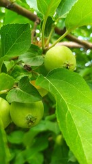 green apples on a tree