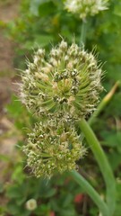 close up of a flower
