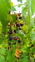 gooseberries on the bush