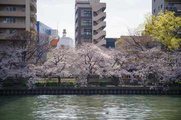 毛馬桜ノ宮公園（大阪府大阪市）の桜並木