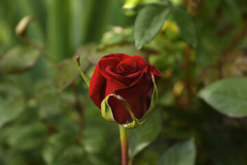 Obraz premium Beautiful red rose growing in garden, closeup