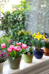 Many beautiful blooming potted plants on windowsill indoors