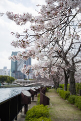 Fototapeta na wymiar 毛馬桜ノ宮公園（大阪府大阪市）の桜並木