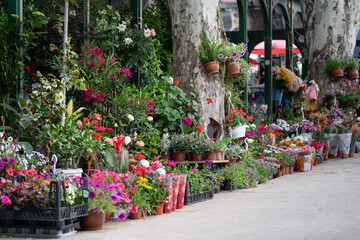 Fototapeta na wymiar Fair of flowers in Tbilisi Georgia. Beautiful flowers and plants for home or garden, soft focus. Various bouquets in baskets for sale at street market
