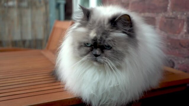 S&uuml;sse Perser Katze liegt auf einem Tisch 