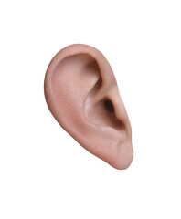 Human ear isolated on white. Organ of hearing and balance