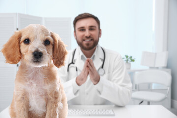 Veterinarian doc with adorable dog in clinic