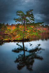 Reflection of pine tree in water.