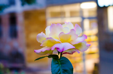 Beautiful single peach rose on a blurred green background.