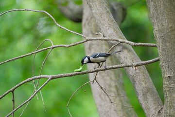 chickadee