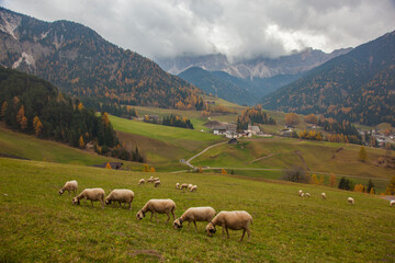 Autumn Colors in the Val di Funes, Trentino Alto Adige, Bolzano Italy