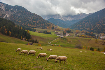 Fototapeta na wymiar Autumn Colors in the Val di Funes, Trentino Alto Adige, Bolzano Italy