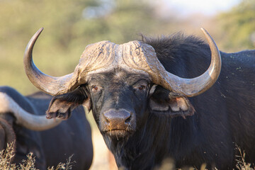 Naklejka premium Cape or African buffalo bull, game farm, South Africa