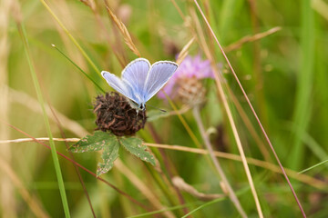 Cyaniris semiargus macro selective focus