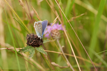 Cyaniris semiargus macro selective focus