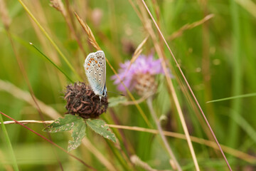 Cyaniris semiargus macro selective focus