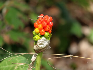 Arum italicum , gigaro chiaro, calla selvatica
