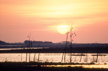 Grand cormoran, Phalacrocorax carbo, Great Cormorant, Coucher de soleil , lac du Parc naturel r&eacute;gional de la for&eacute;t d'Orient, 10, Aube