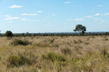 Parc national Kruger, Afrique du Sud