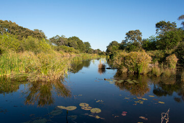 Fototapeta na wymiar Parc national Kruger, Afrique du Sud