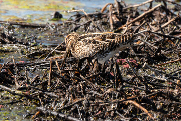 Bécassine des marais, .Gallinago gallinago, Common Snipe