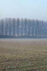 Hiver, cultures, labour, champ, Peuplier