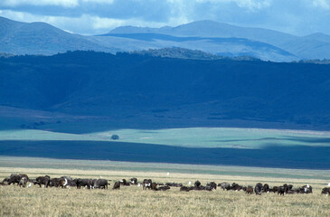 Buffle d'Afrique, Syncerus caffer, Parc national du N Gorongoro Crater, Tanzanie