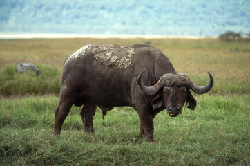 Obraz premium Buffle d'afrique, syncerus caffer, Parc national du Serengeti, Tanzanie