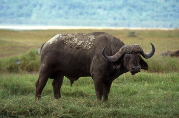 Fototapeta premium Buffle d'afrique, syncerus caffer, Parc national du Serengeti, Tanzanie