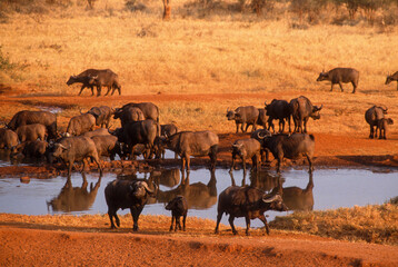 Obraz premium Buffle d'Afrique, Syncerus caffer, Parc national du Tsavo, Kenya