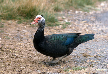 Fototapeta premium Canard de Barbarie