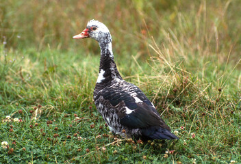 Canard de Barbarie