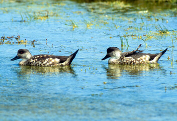 Canard huppé,.Lophonetta specularioides, Crested Duck