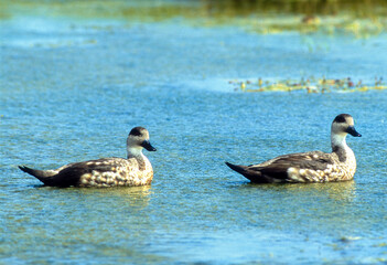 Canard huppé,.Lophonetta specularioides, Crested Duck