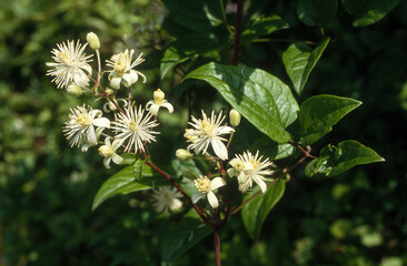 Clématite des haies, clematis vitalba