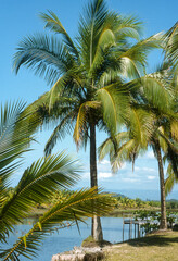 Fototapeta na wymiar Cocotier, noix de coco, cocos nucifera, Ile de la Digue, Seychelles