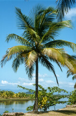 Cocotier, noix de coco, cocos nucifera,  Ile de la Digue, Seychelles