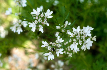 Coriandre, Coriandrum sativum