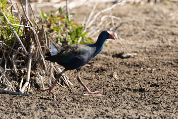 Talève sultane, Poule sultane, .Porphyrio porphyrio, Western Swamphen