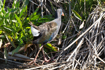 Talève sultane, Poule sultane, .Porphyrio porphyrio, Western Swamphen