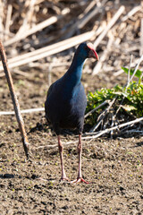 Talève sultane, Poule sultane, .Porphyrio porphyrio, Western Swamphen