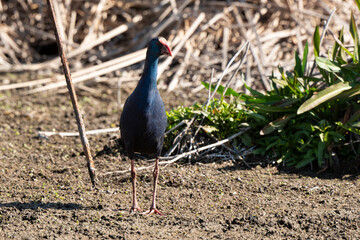 Talève sultane, Poule sultane, .Porphyrio porphyrio, Western Swamphen