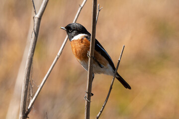 Tarier pâtre, Traquet pâtre, Saxicola rubicola,  European Stonechat, male