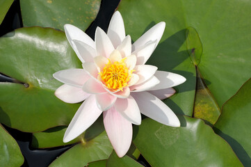 Flower white water lily