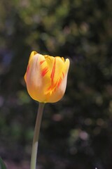 tulip in the garden