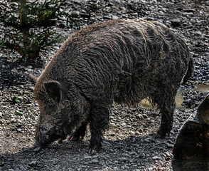Wild boar in the forest. Latin name - Sus scrofa	